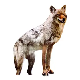 Bird-x 313022644689 Coyote Decoy Goose Control Animal #1 Best Seller Scare Birds And Geese